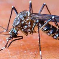 Mosquite control and fumigation