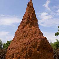 Anti Termite